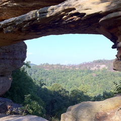 Auxier Ridge, a year after the fire